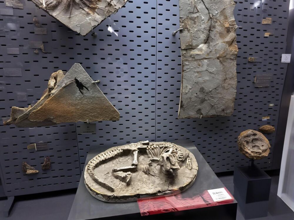 探索远古的印记：博物馆中的恐龙化石展览